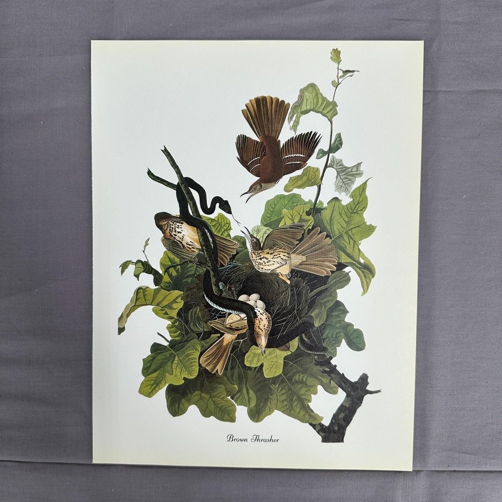 1950 Vintage Print Brown Thrasher American Bird Art Illustration Audubon 8x11